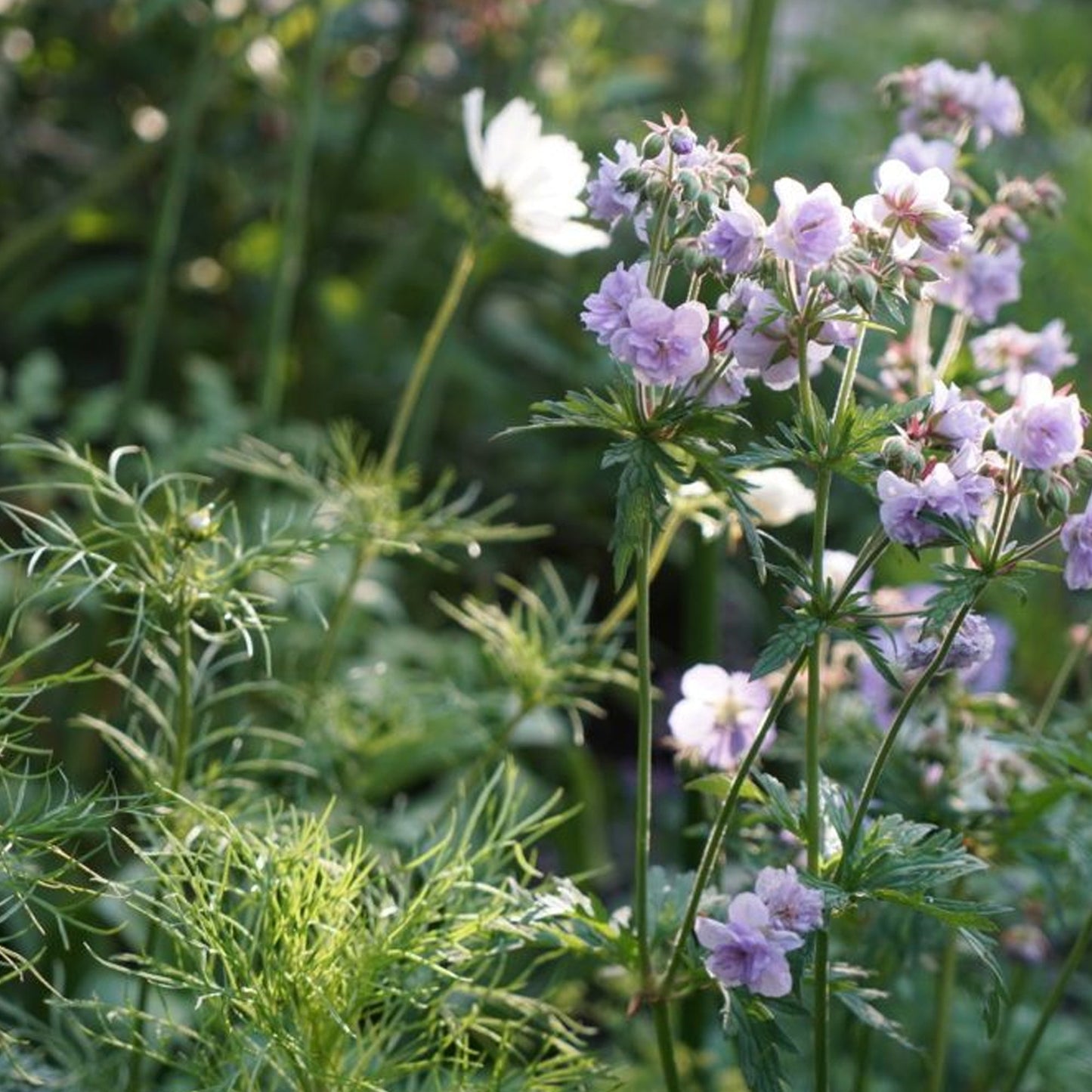 Geranium 'Cloud Nine'
