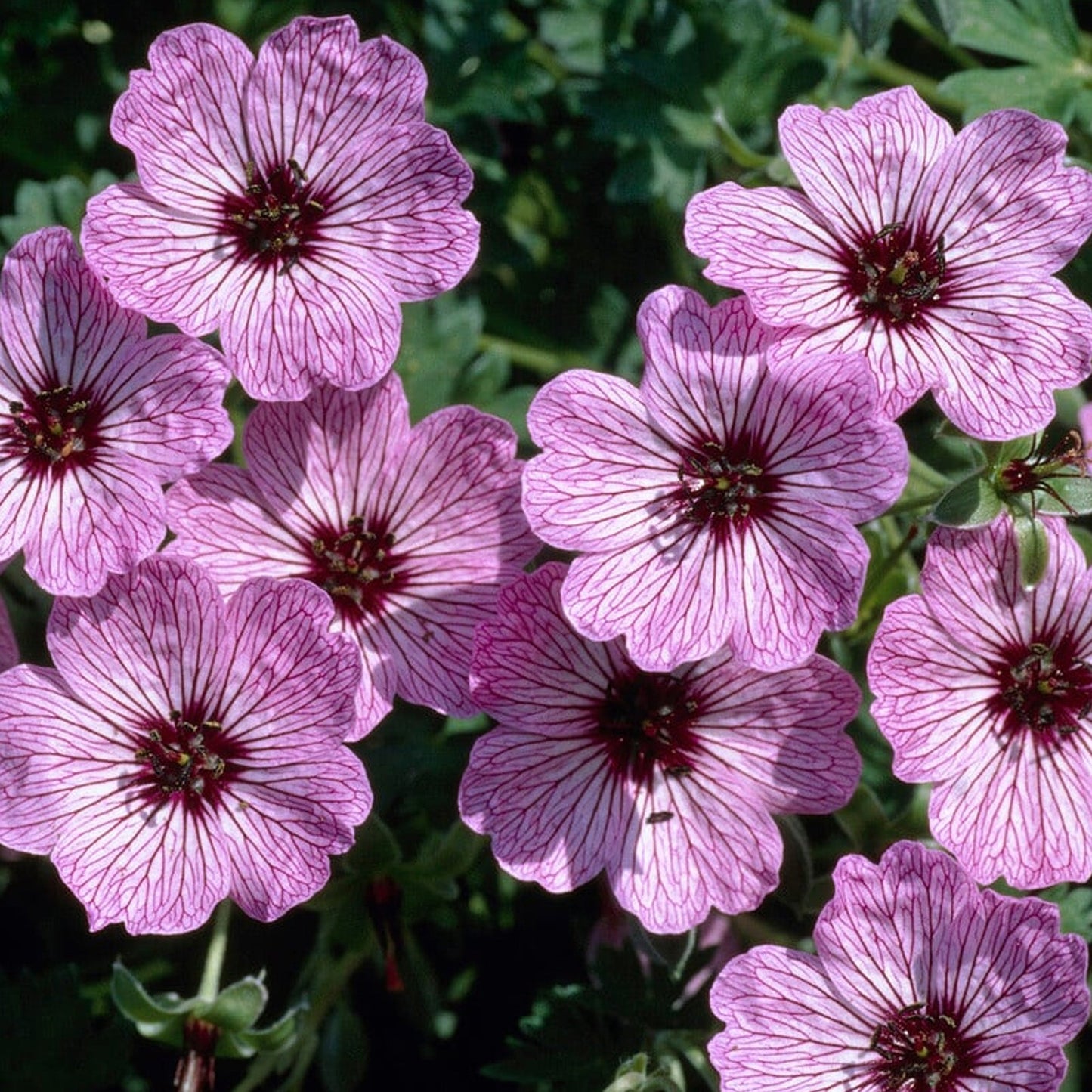 Geranium 'Ballerina'