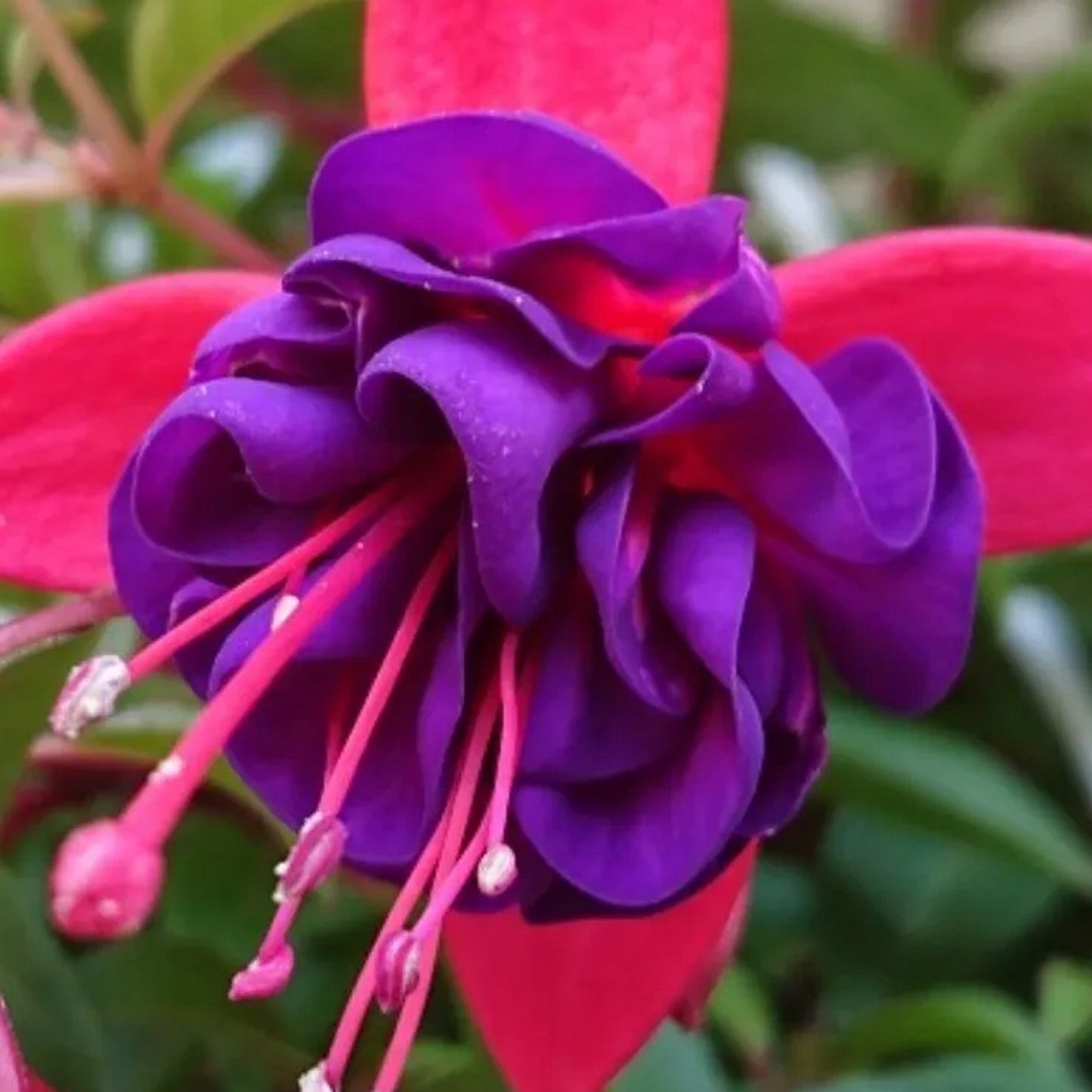 Fuchsia 'Dollar Princess'