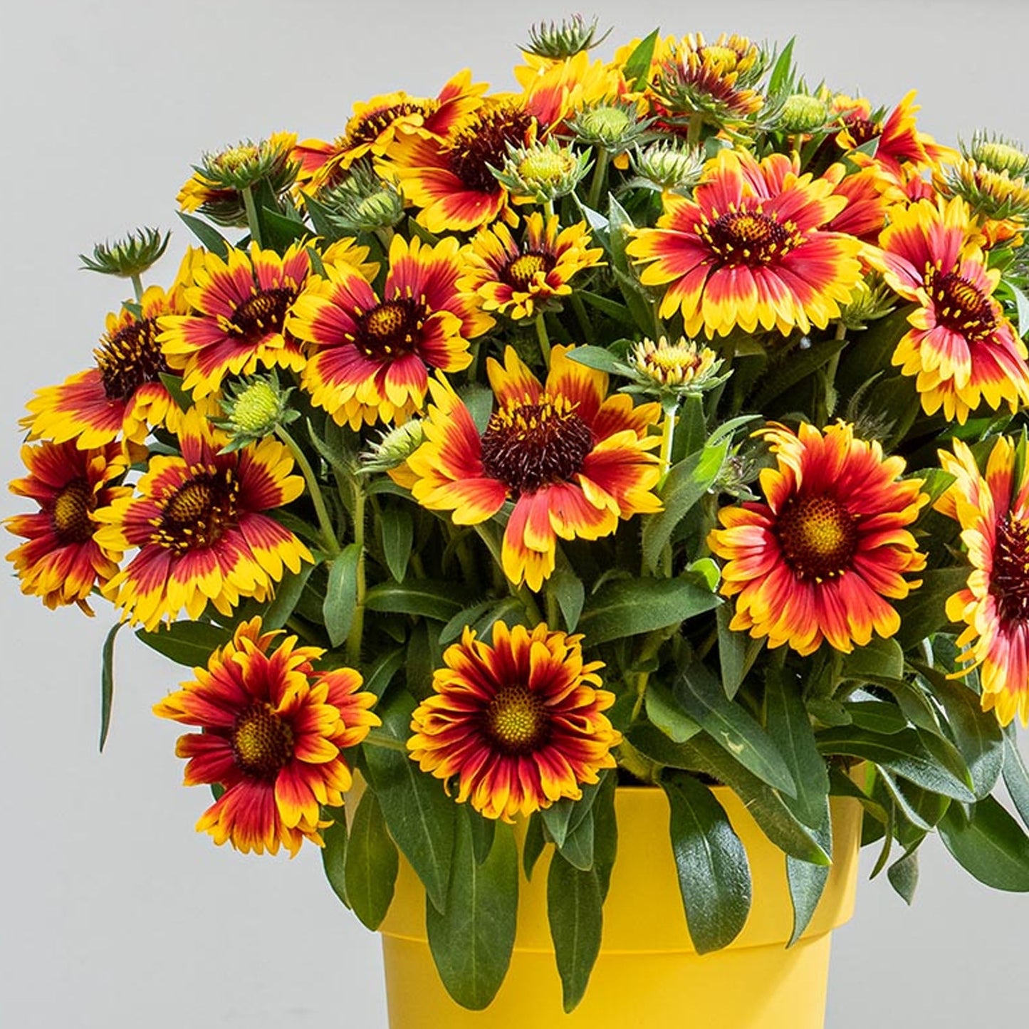 Gaillardia 'Guapa Flamenco Bicolour'
