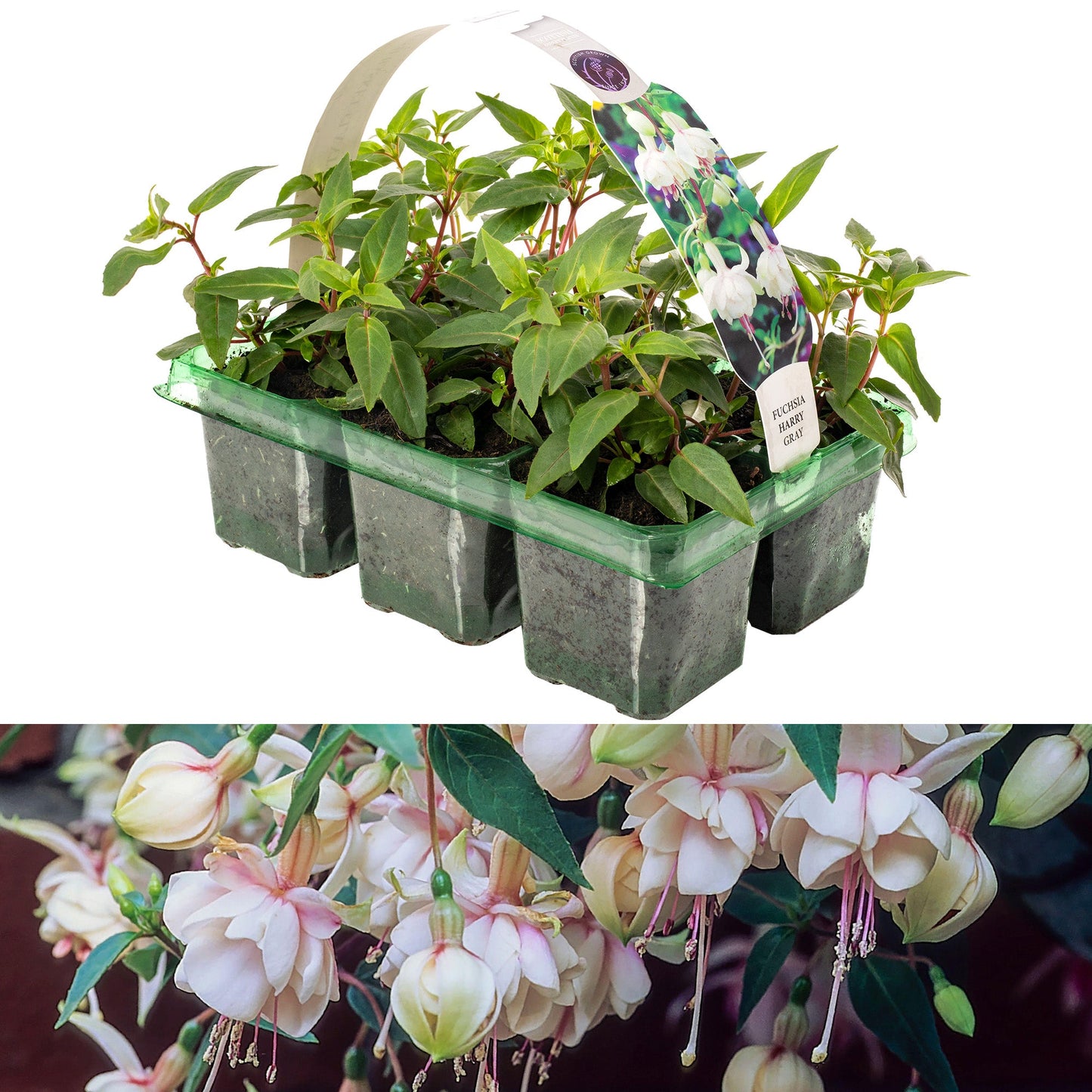 Fuchsia Harry Gray Basket Plants