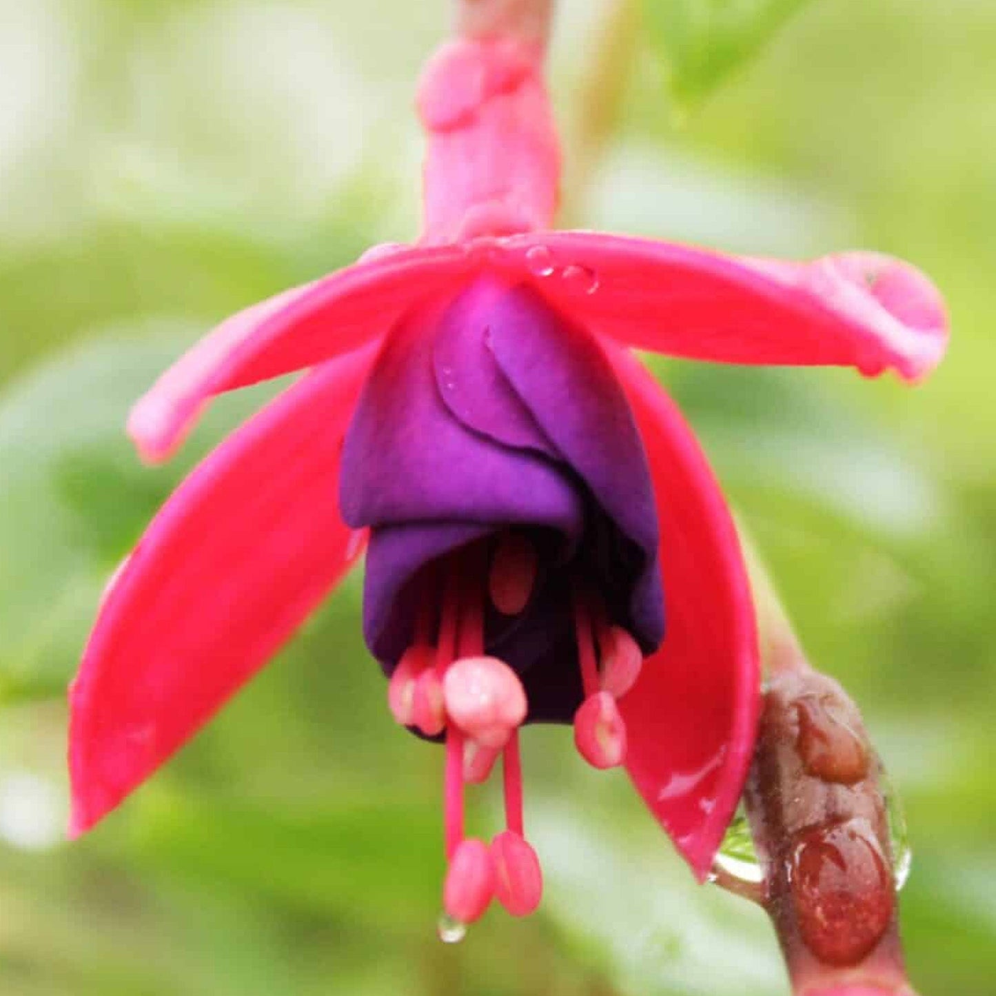 Fuchsia 'Son of Thumb'