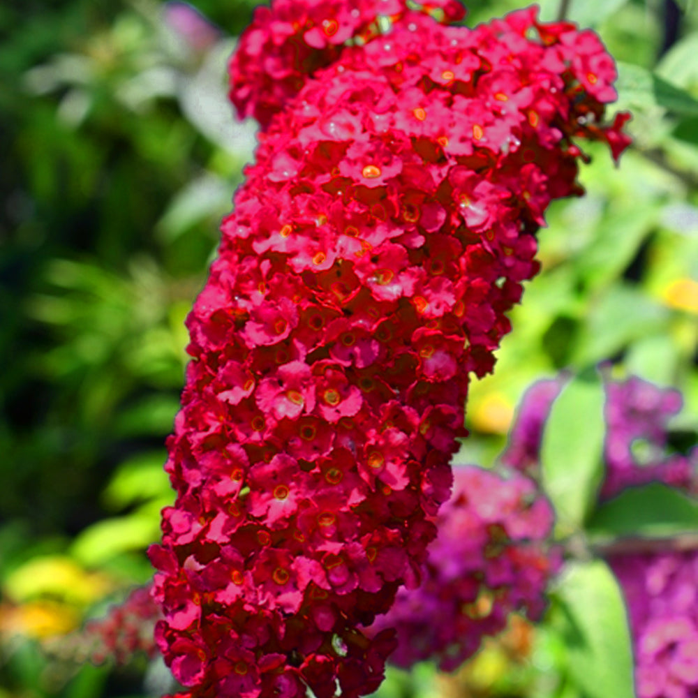 Buddleia 'Royal Red'