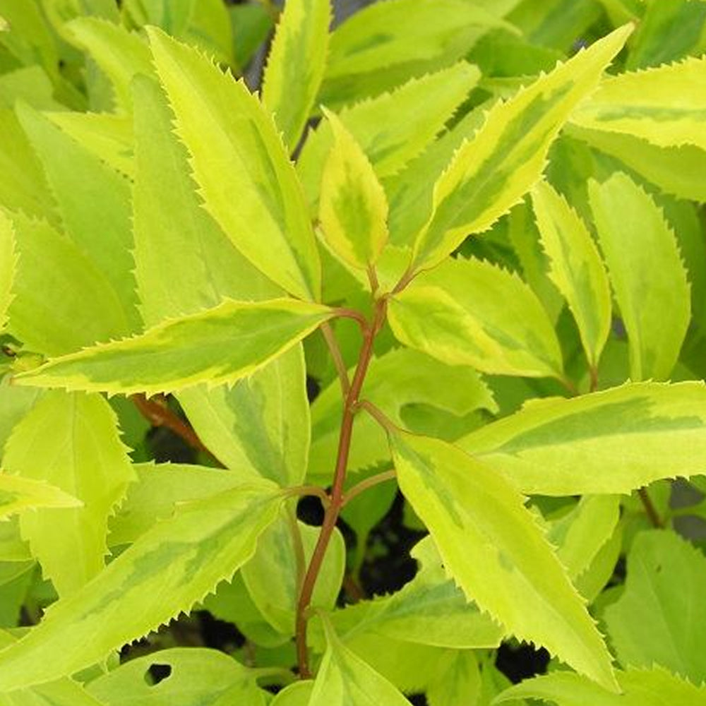 Forsythia 'Golden Times'