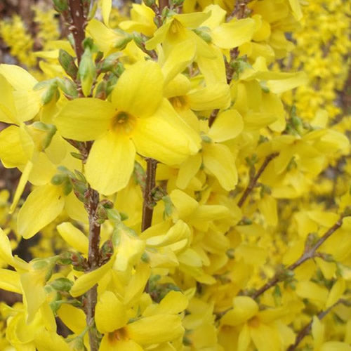 Forsythia 'Weekend'