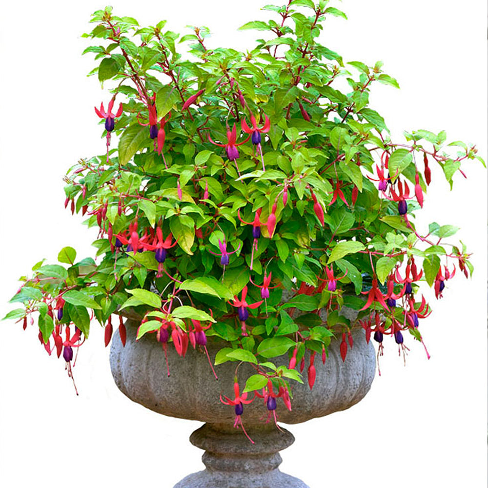 Fuchsia 'Genii'