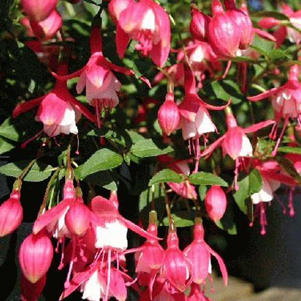 Fuchsia 'Lady Thumb'