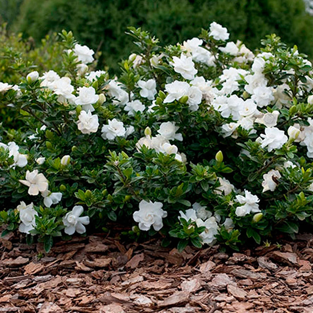 Gardenia 'Crown Jewel'