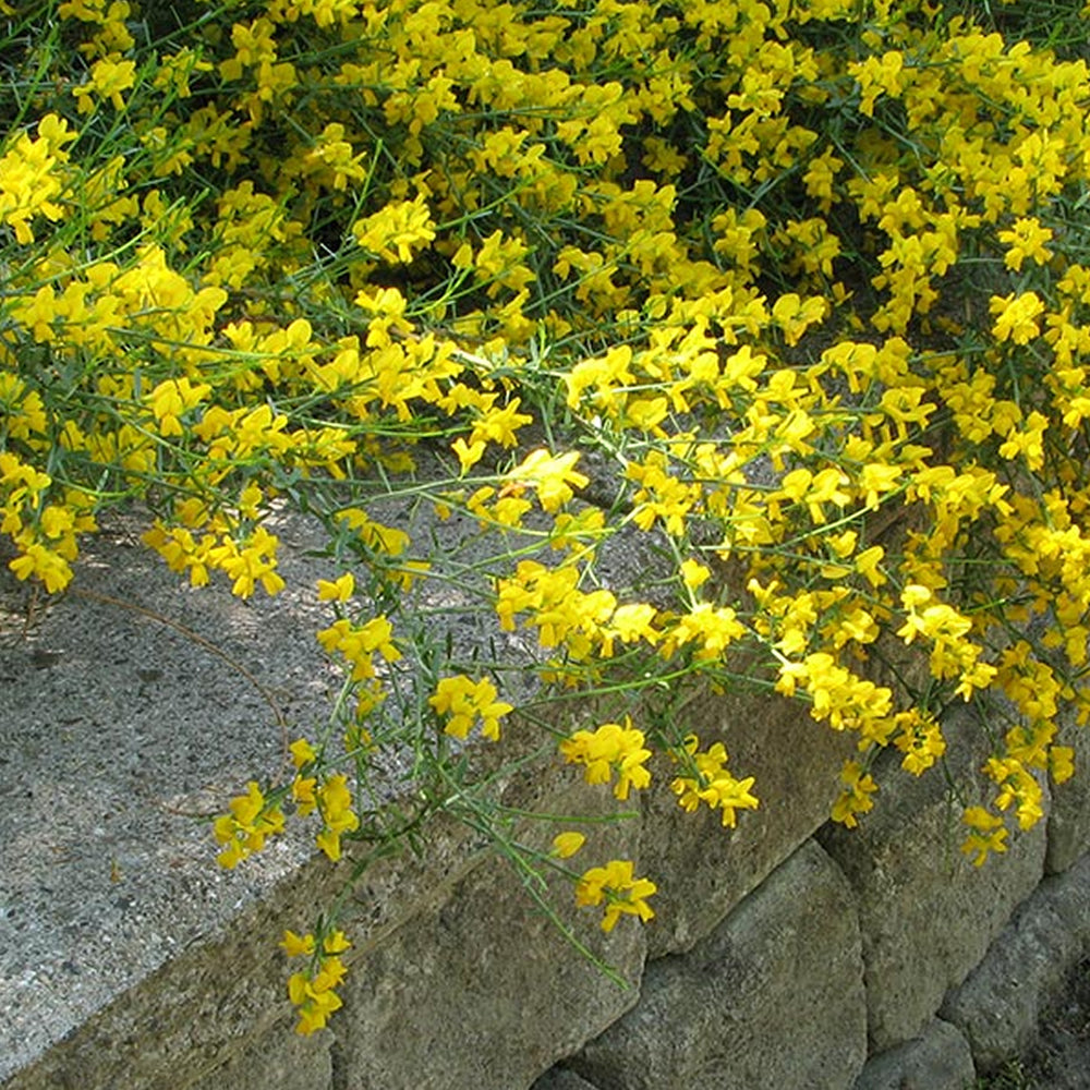 Genista 'Lydia'