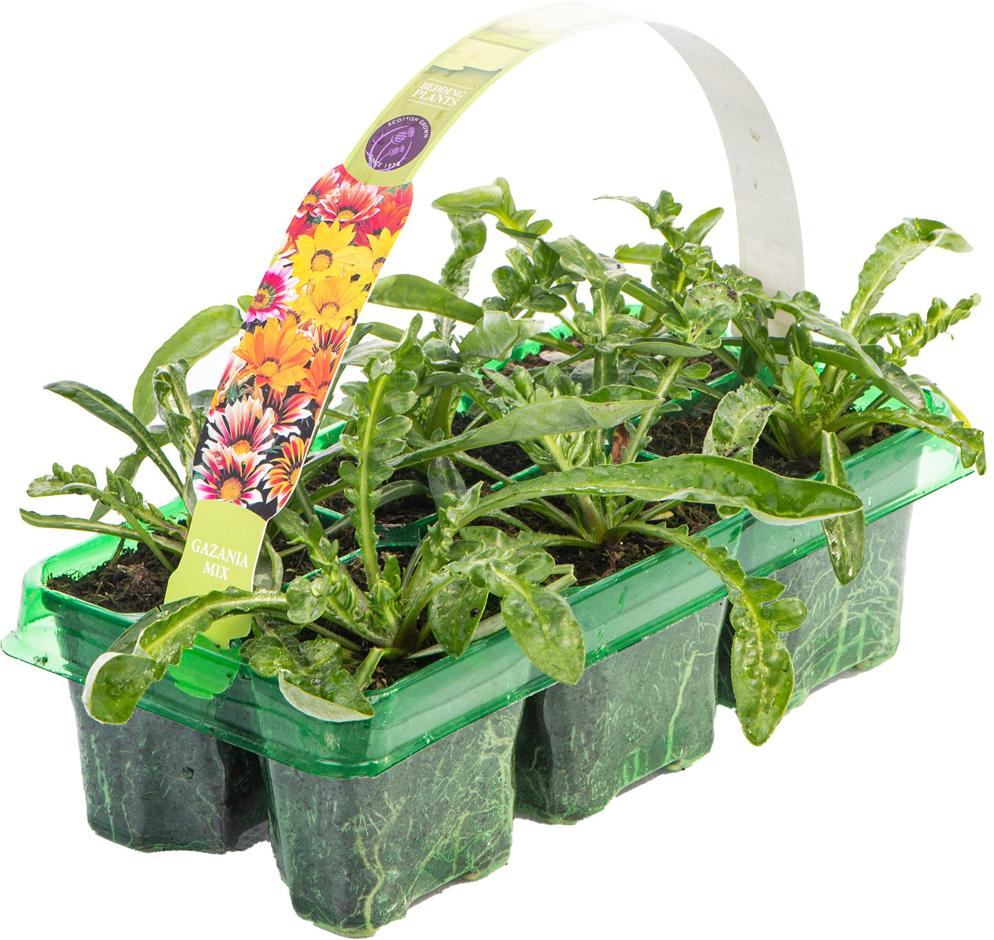 Gazania F1 Daybreak XP Mixed Bedding Plants