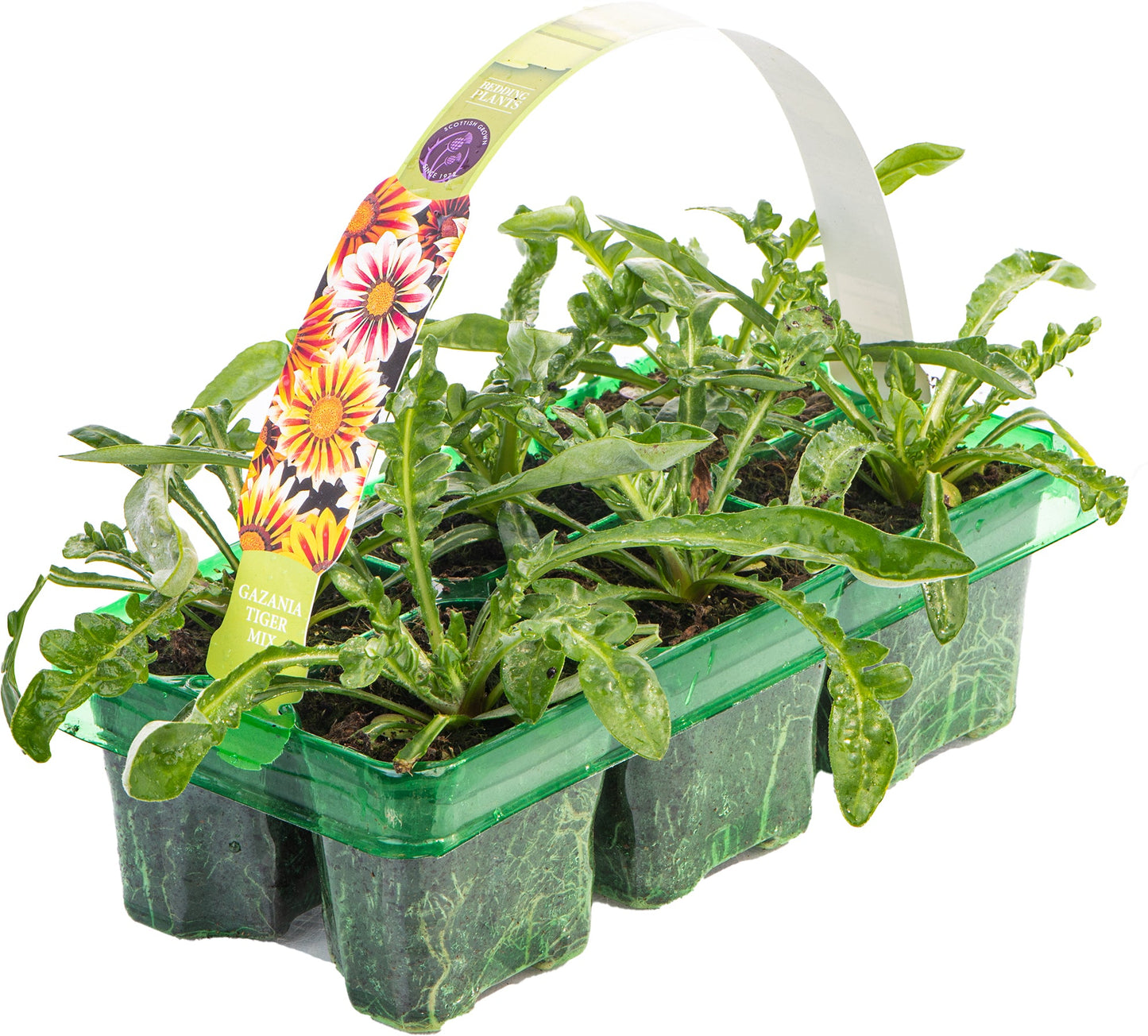 Gazania F1 Daybreak XP Tiger Mixed Bedding Plants