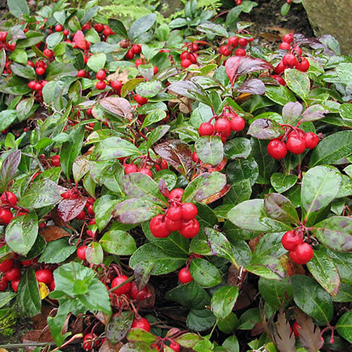 Gaultheria procumbens