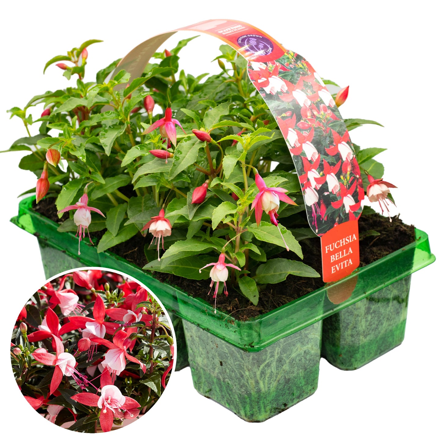 Fuchsia Bella Evita Basket Plants