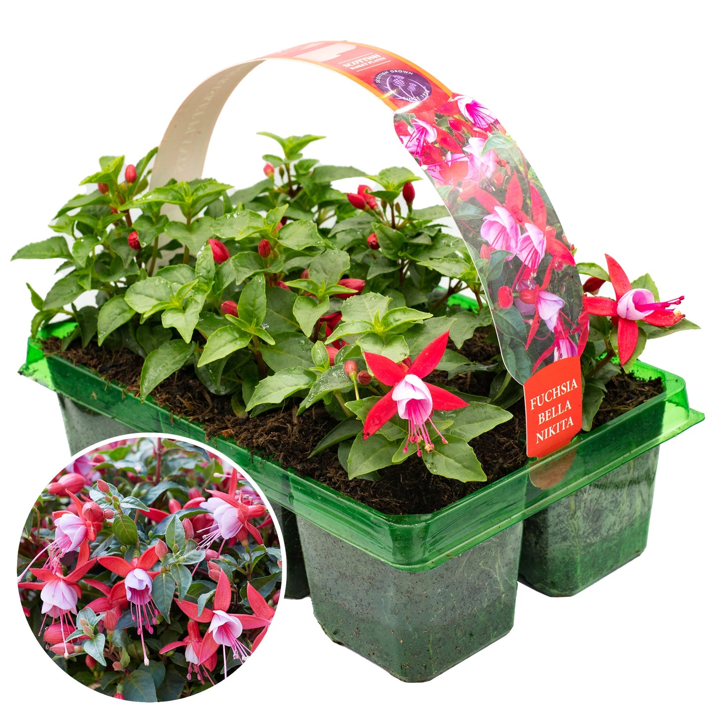 Fuchsia Bella Nikita Basket Plants