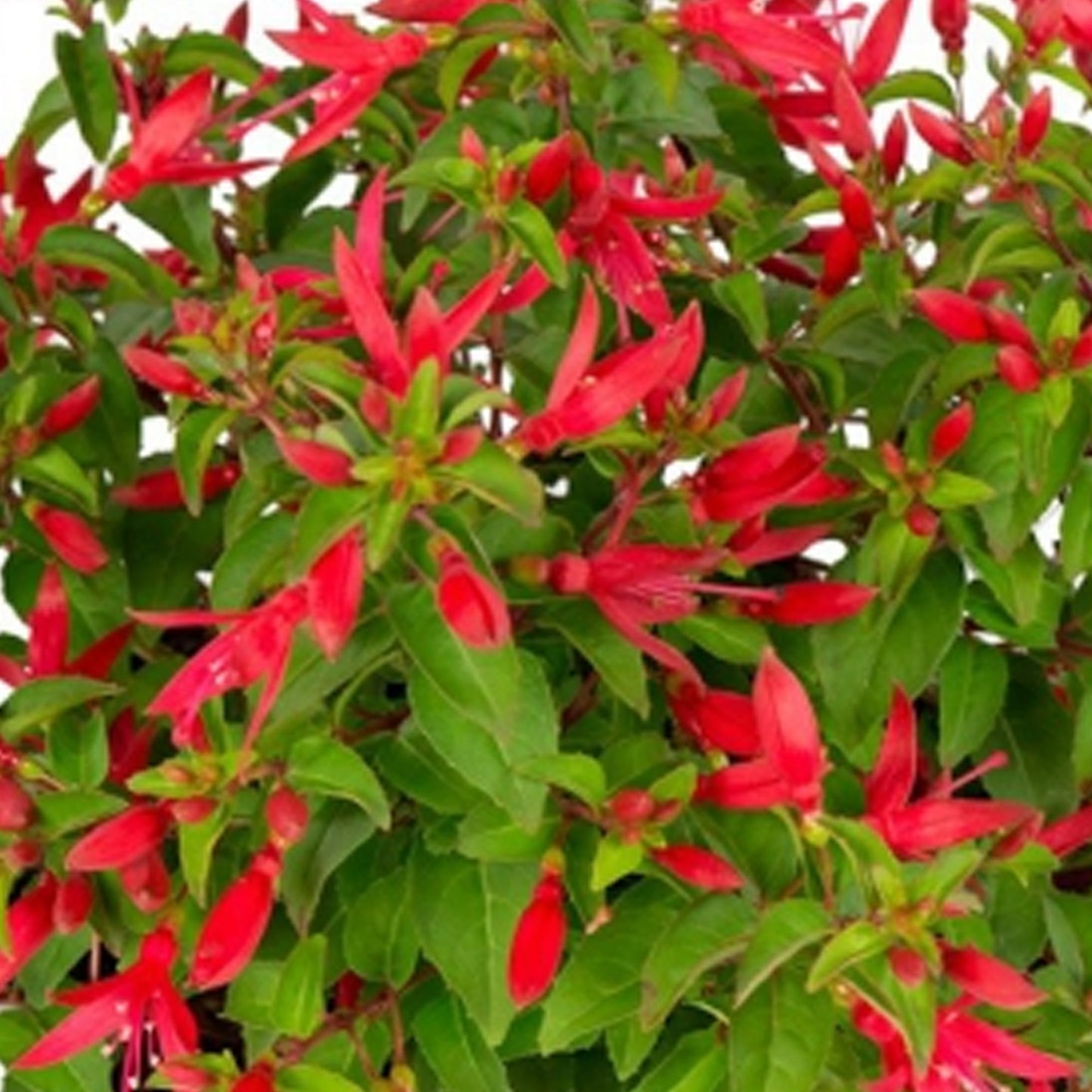 Fuchsia 'Chilli Red'