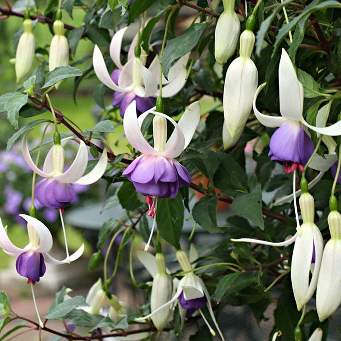 Fuchsia 'Delta's Sarah'