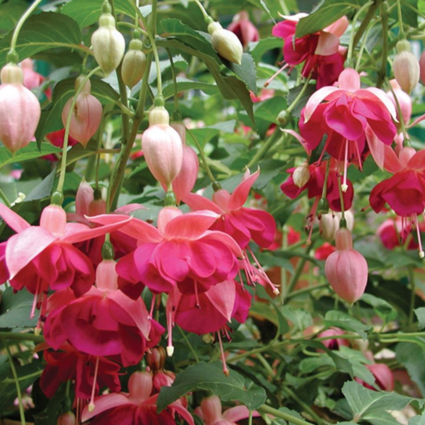 Fuchsia 'Garden News'
