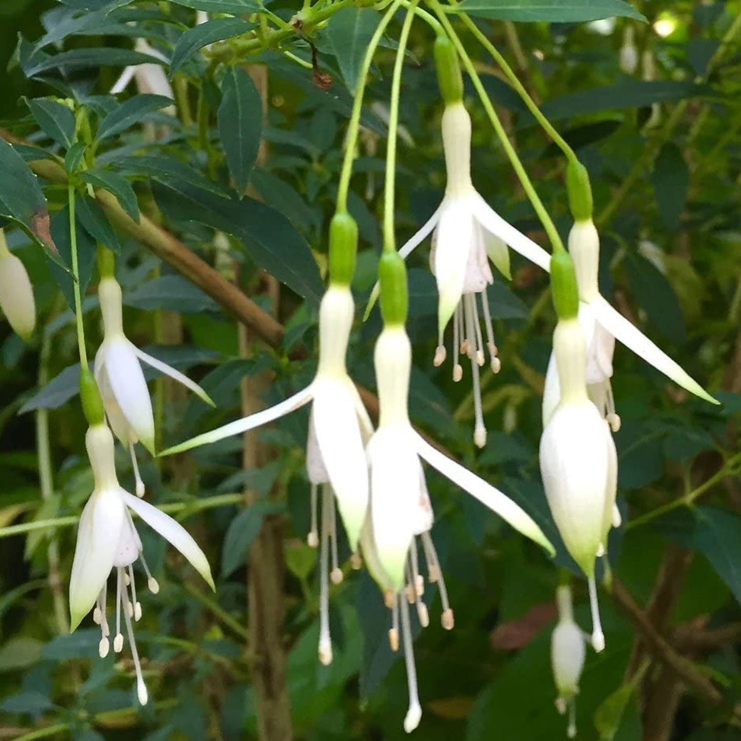 Fuchsia 'Hawkshead'