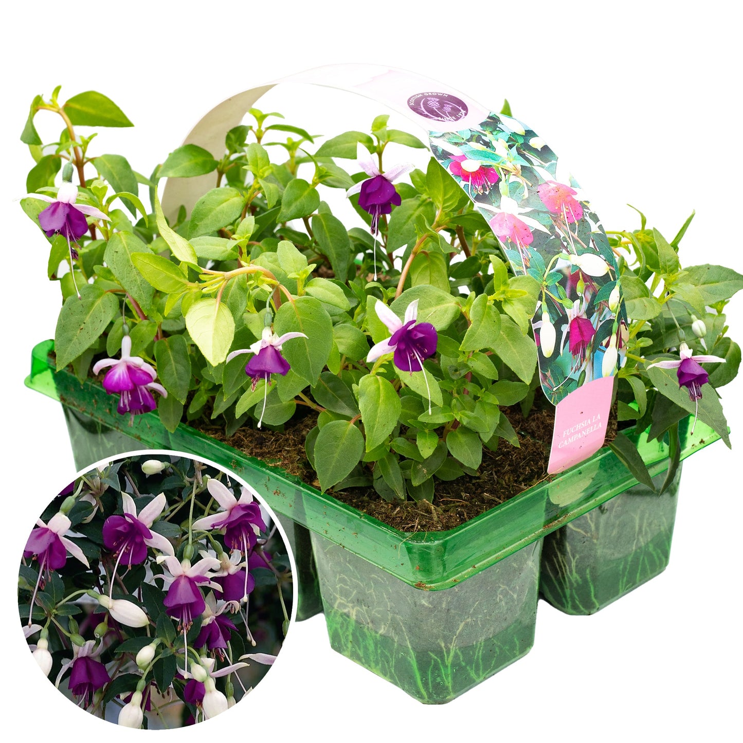 Fuchsia La Campanella Basket Plants
