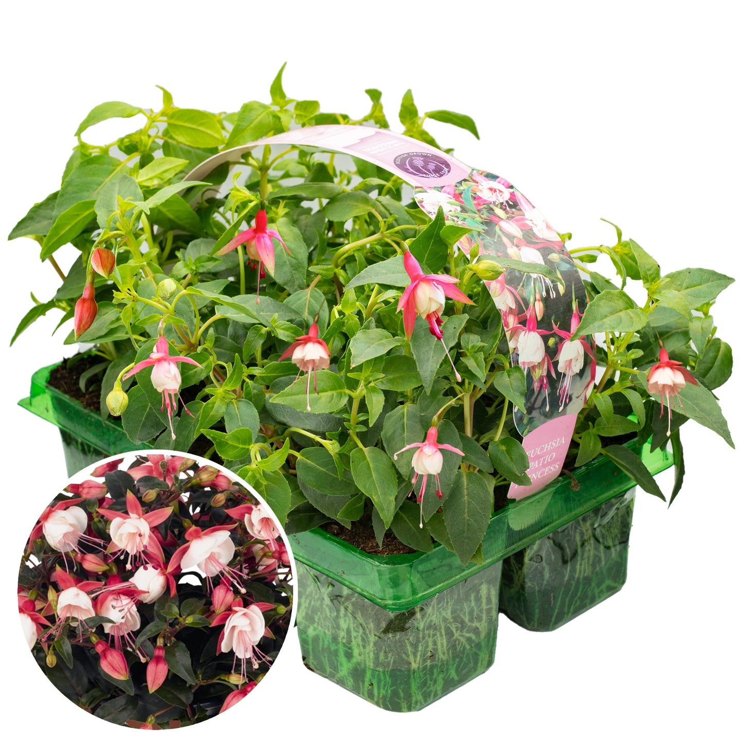 Fuchsia Patio Princess Basket Plants