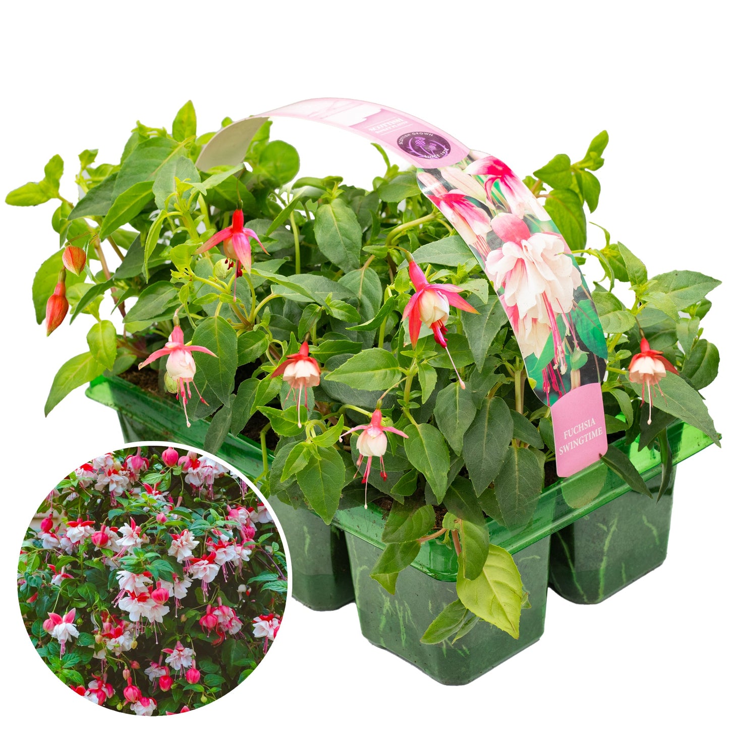 Fuchsia Swing Time Basket Plants