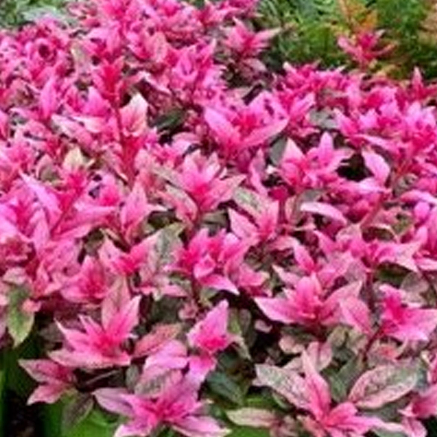 Fuchsia 'Happy Birthday'
