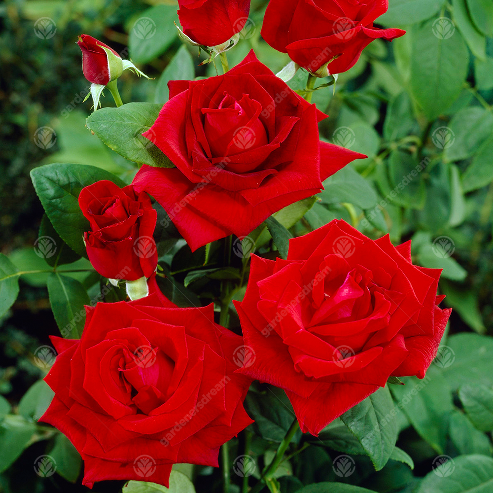 For You With Love Gift - Red Bush Rose