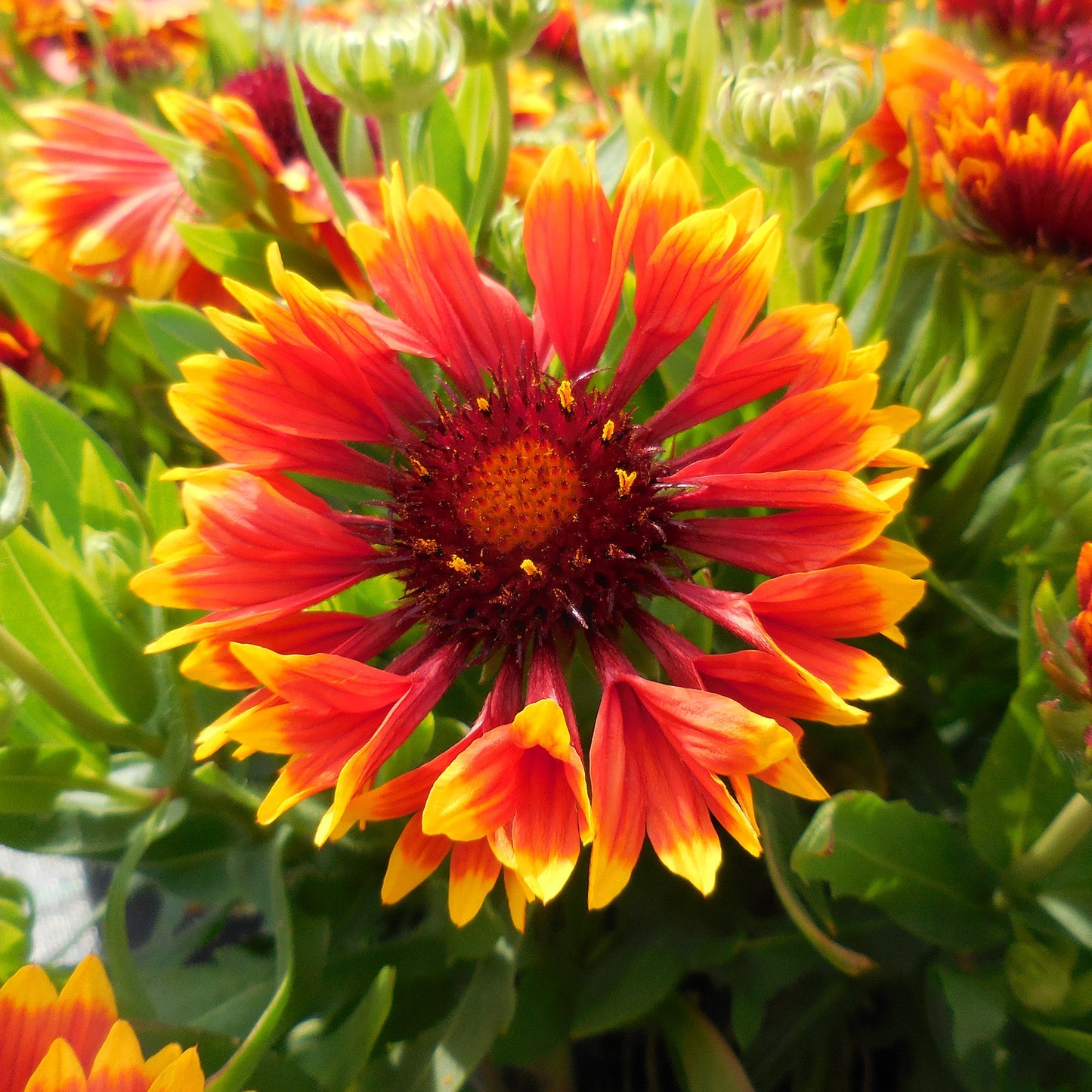 Gaillardia 'Sunset Snappy'