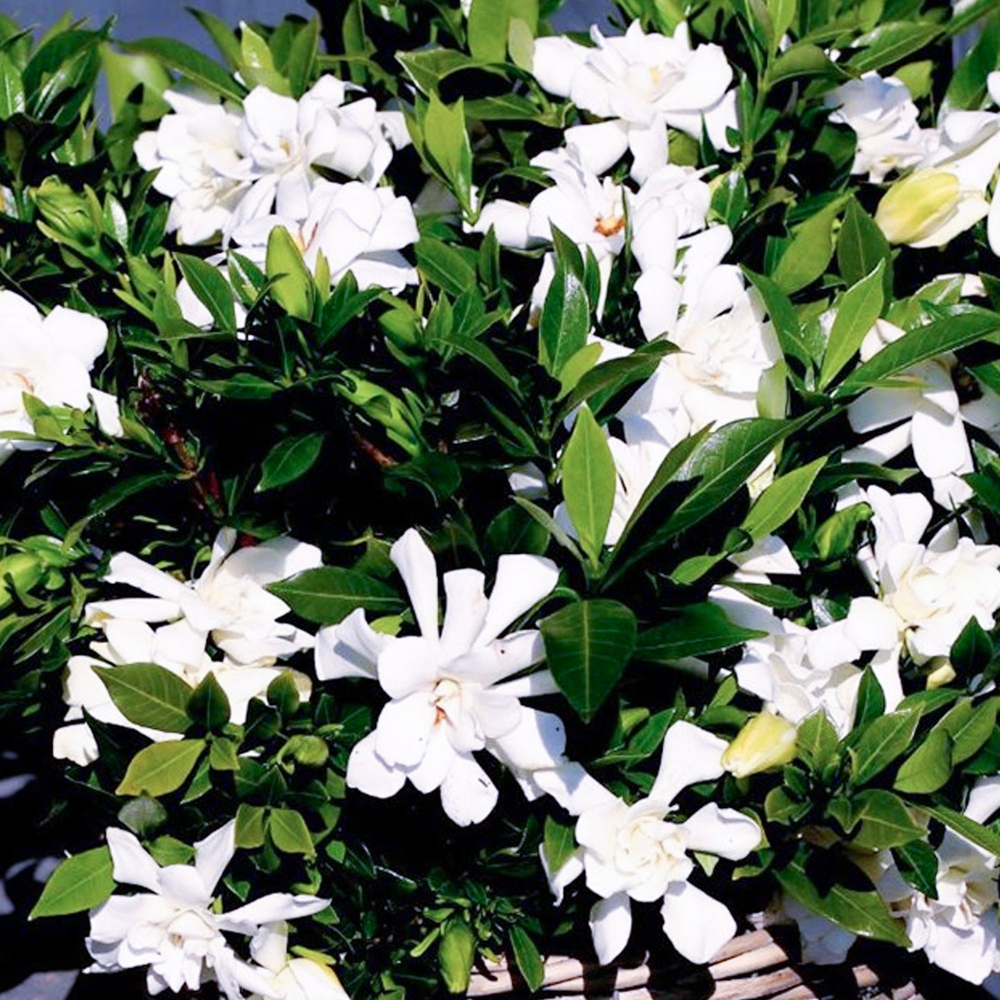 Gardenia 'Celestial Star'