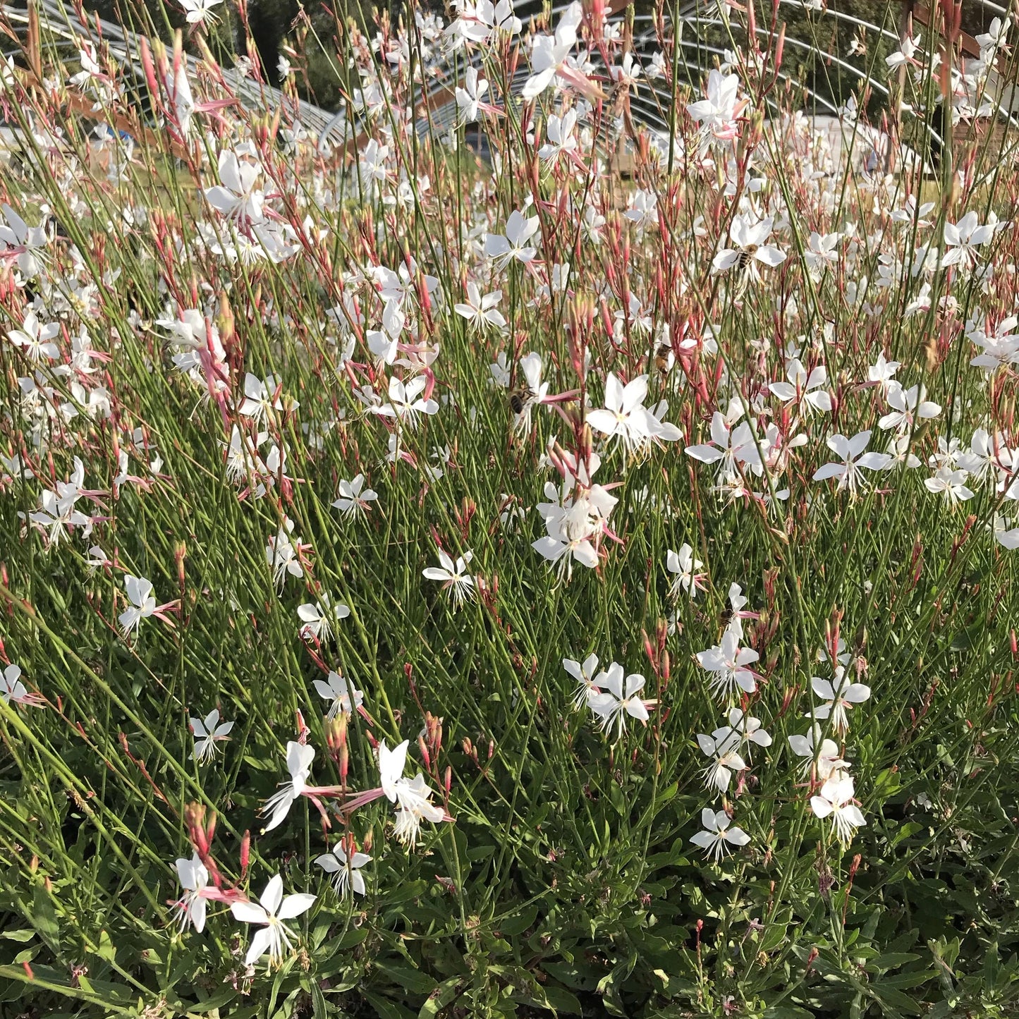 Gaura 'Whirling Butterflies'