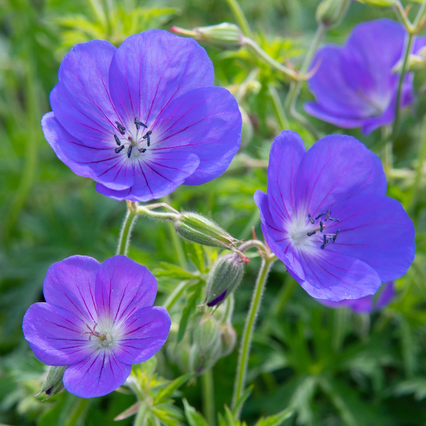 Geranium 'Brookside'