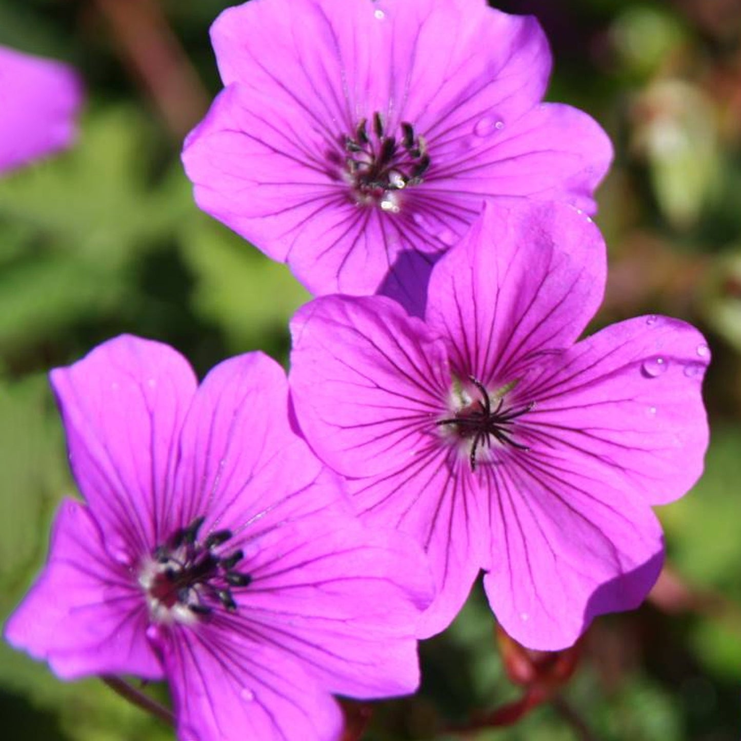 Geranium 'Hexham Velvet'