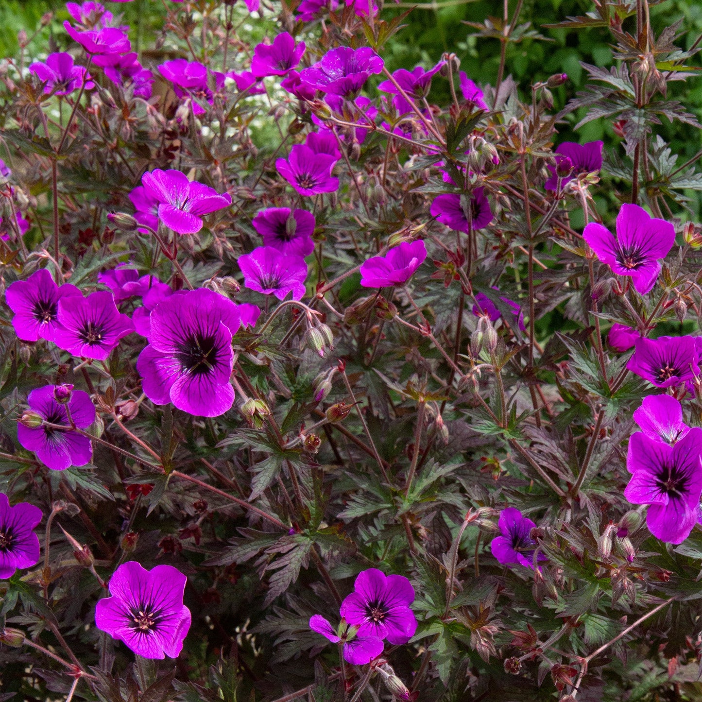 Geranium 'Dark Eyes'