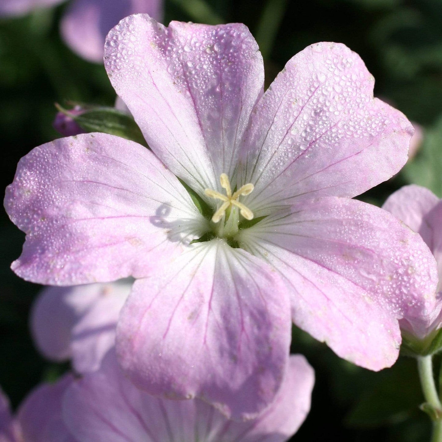 Geranium 'Dreamland'