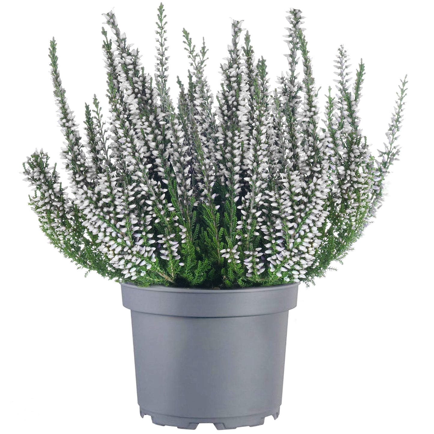 Calluna 'Beauty Ladies White' Heathers