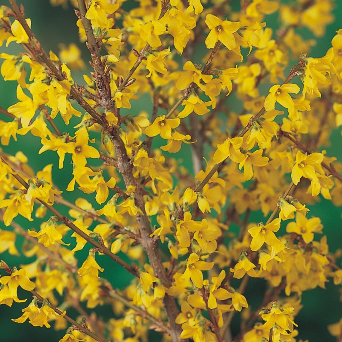 Forsythia 'Flojor'