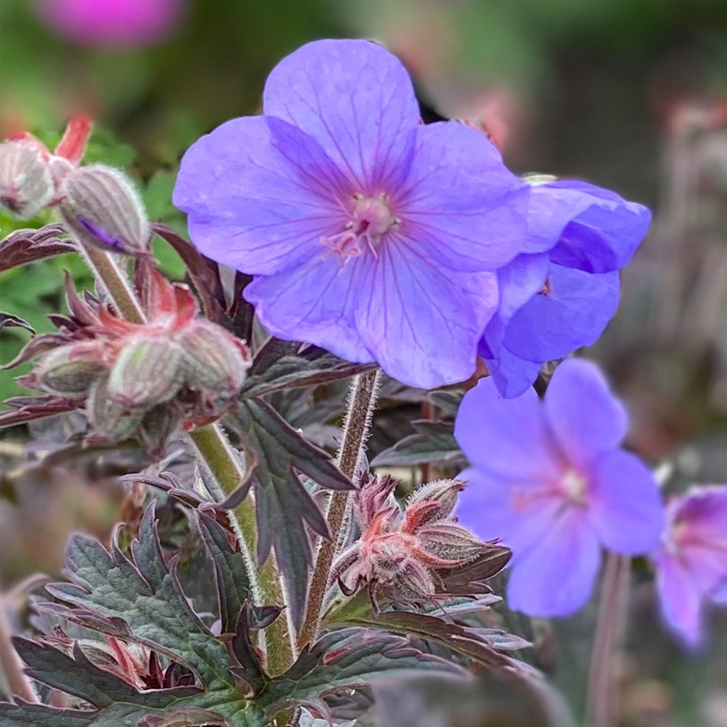 Geranium 'Boom Chocolatta'