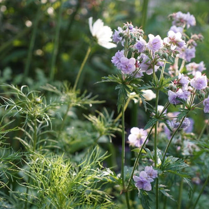 Geranium 'Cloud Nine'