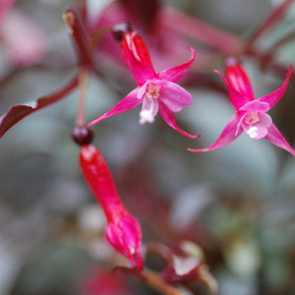 Fuchsia 'Silver Lining'