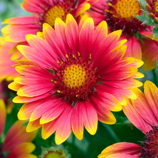 Gaillardia 'Arizona Sun'