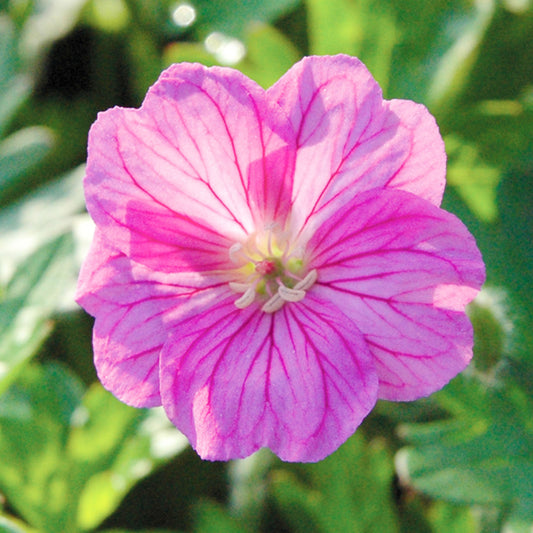 Geranium 'Blushing Turtle'