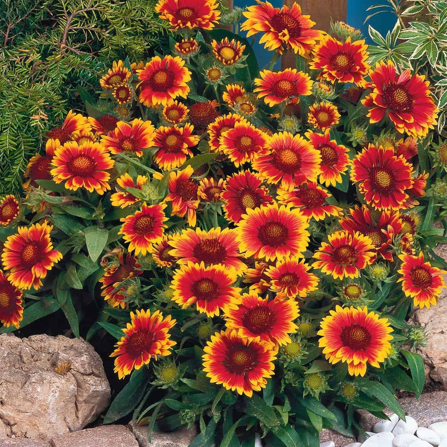 Gaillardia 'Arizona Sun'
