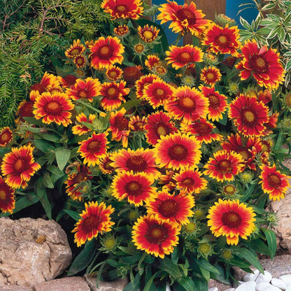 Gaillardia 'Arizona Sun'