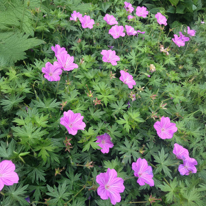 Geranium 'Blushing Turtle'