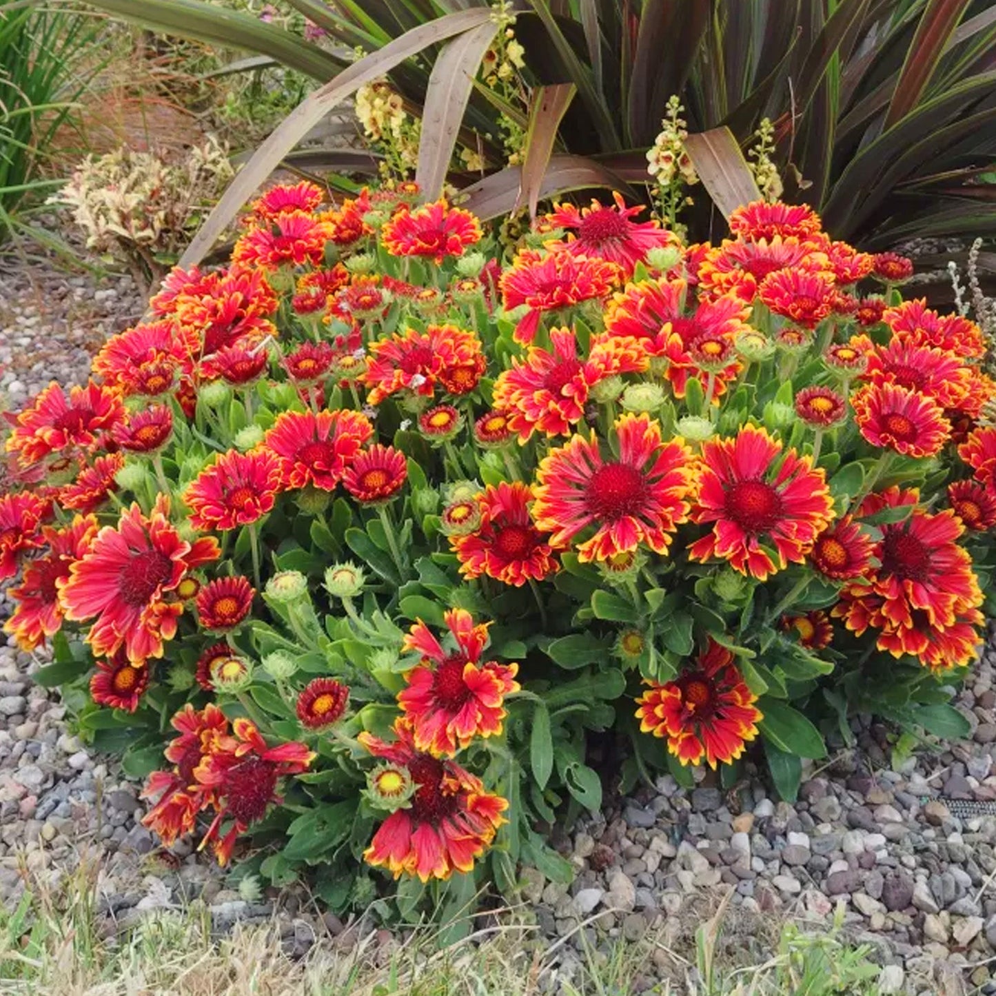 Gaillardia 'Guapa Red'