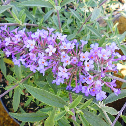 Buddleia 'Petite Lavender Flow'