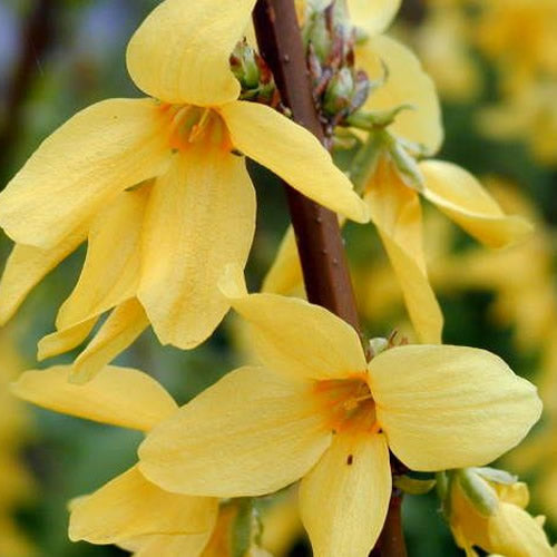 Forsythia 'Lynwood'