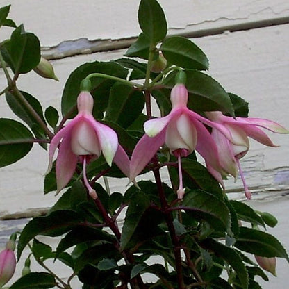 Fuchsia 'Cloverdale Pearl'
