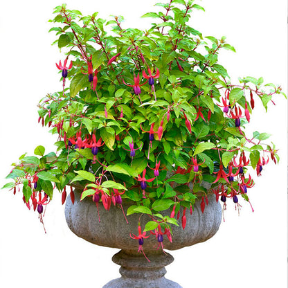Fuchsia 'Genii'