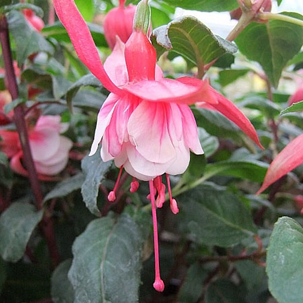 Fuchsia 'Prosperity'